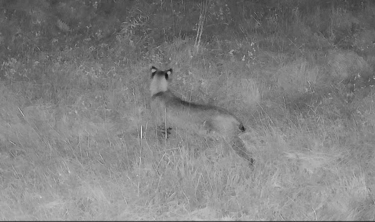 Bobcat